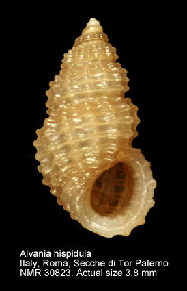 Alvania hispidula.JPG - Alvania hispidula(Monterosato,1884)